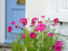 Load image into Gallery viewer, Cosmos