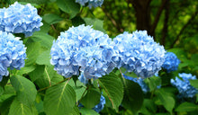 Load image into Gallery viewer, Hortensia
